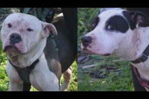 Dogs that mauled intruder to death will not be put down | FOX 5 News