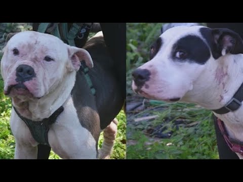 Dogs that mauled intruder to death will not be put down | FOX 5 News