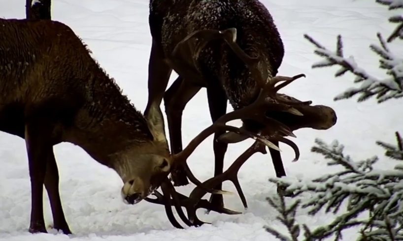 Feeding the deer and other wild animals at winter in Transylvania - Live Deer Cam