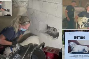 Firefighter Takes Sledgehammer To Wall To Rescue Dog Who’s Trapped Inside