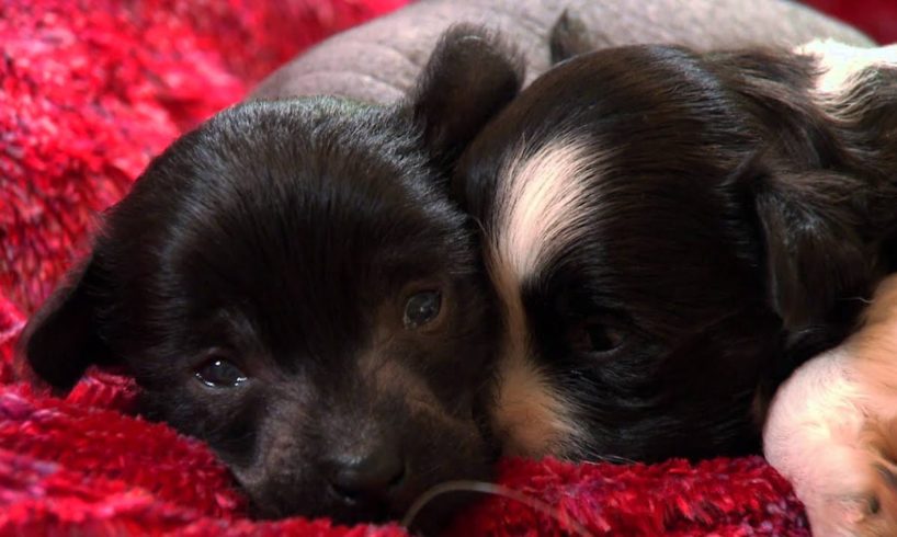 Fluffy Puppy Party