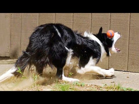 Funniest Animals Ever 🐧 - Awesome Funny Animals' Life Videos - Funniest Pets 😇