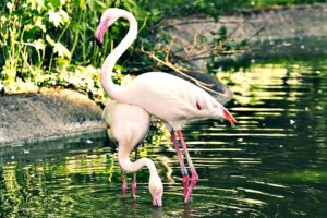 Funny Animals in 1 minute.  Flamingo Sweet Dance #4