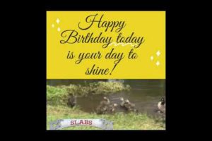 Happy Birthday Song Quote Animals Bathing  Funny Gif  Video Card