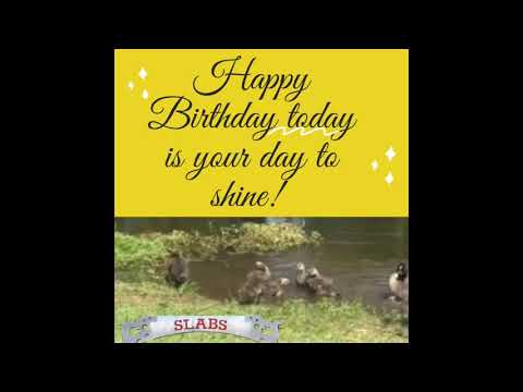 Happy Birthday Song Quote Animals Bathing  Funny Gif  Video Card