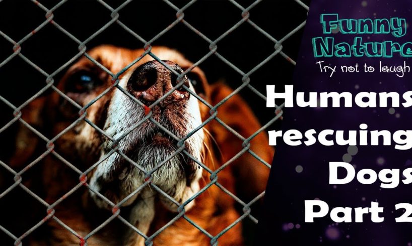 Human Rescue Dog Part 2 - Best Dog Rescues - FunnyNature