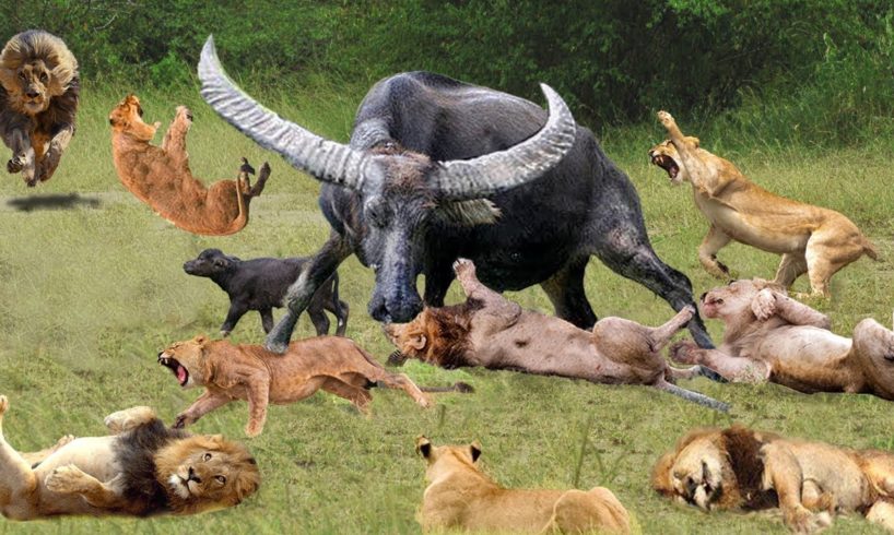 King Buffalo vs Lion REAL FIGHT - Best Moments Of Lion vs Buffalo Fight || Wild Animals 2021