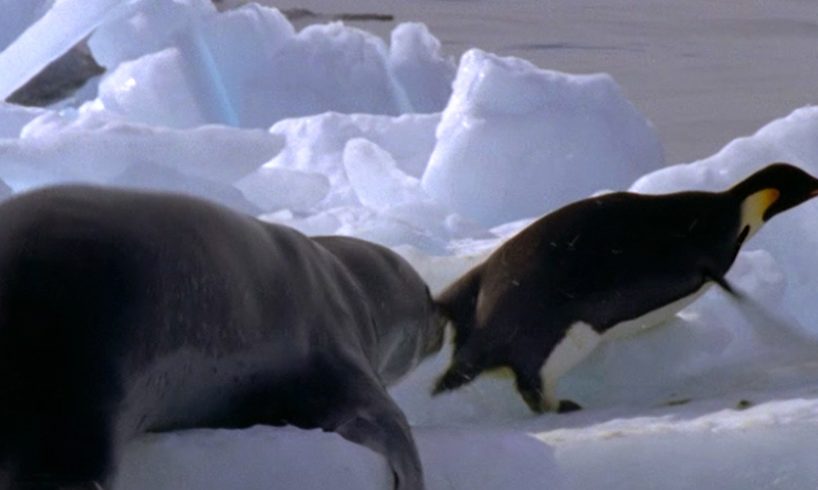 Leopard Seal Kills Emperor Penguin | Blue Planet | BBC Earth