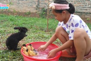 Loc Cute bunnies plays with little ducks in the bath in animals home