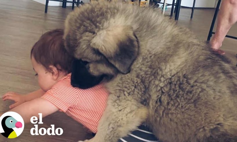 Mira a este cachorro de 77 kilos crecer con un niño pequeño | El Dodo