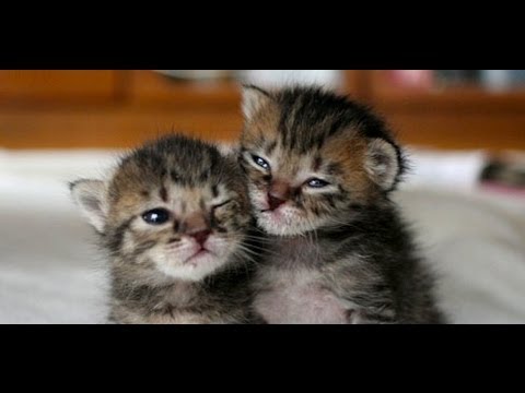 Mom gives birth to 6 of the CUTEST Baby Kittens!! ?(WARNING: CUTE)