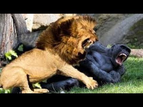 Most Amazing Wild Animal Fights