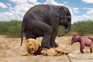 Mother Elephant Sacrifices Himself To Save Her Baby From Lion Hunting - Animals Can Take Down Lion