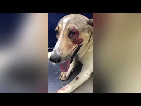 My Few Animal Rescues |Injured and Abused Animals | Animal welfare |Dogs & Cats |Humanity#Who #vlogs