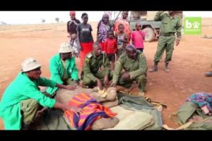 Orphaned Baby Elephant Saved From Starvation  WILDEST ANIMAL RESCUES