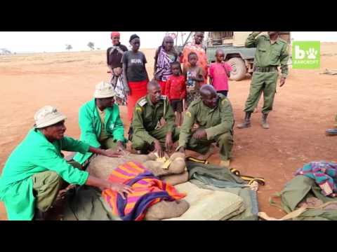 Orphaned Baby Elephant Saved From Starvation  WILDEST ANIMAL RESCUES