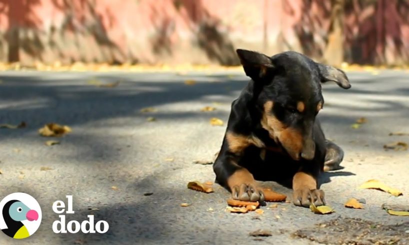 Perrita mamá y su bebé están tan felices después de ser rescatadas | El Dodo