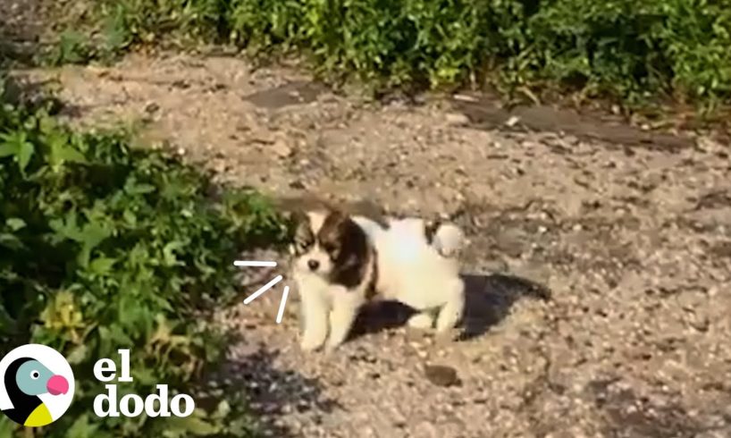 Perrito callejero está tratando de que la gente lo siga por la razón más dulce | El Dodo