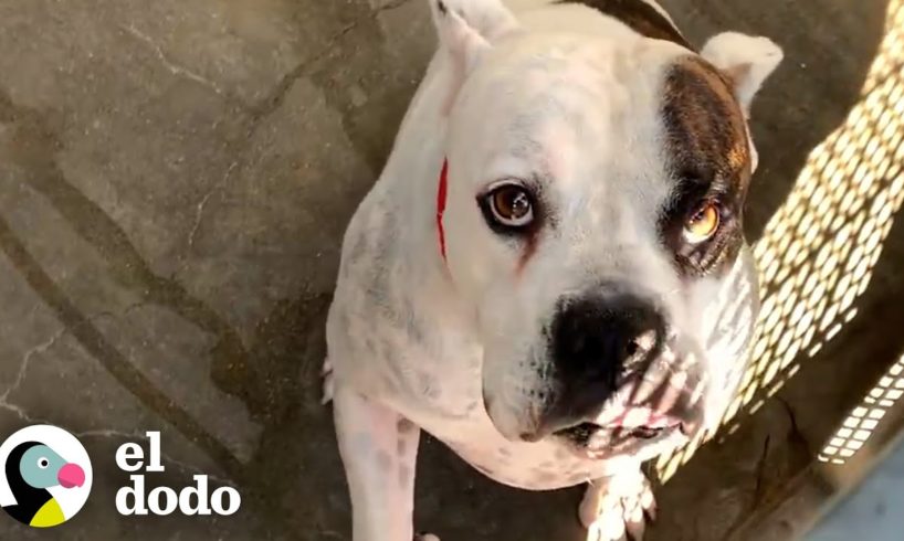 Perro abandonado en el refugio descubre el aire libre | El Dodo