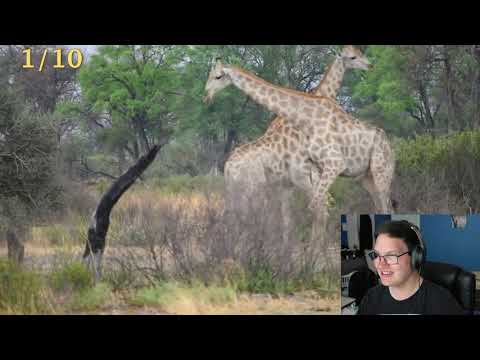 Reacting to "10 Incredible Wild Animal Fights Caught On Camera"