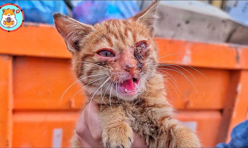 Rescue Crying Kitten Crying Inside Drain | Heartbreaking Animal Rescues