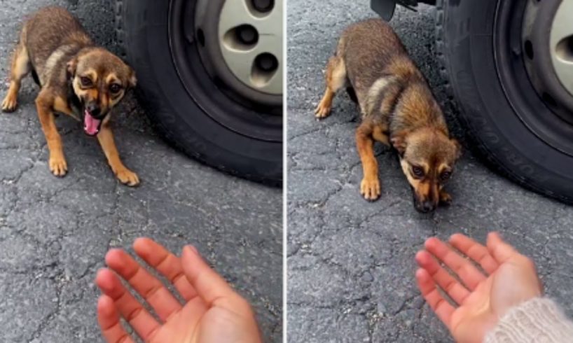 Scared Dog Abandoned On Roadside Melts In Woman’s Arms After Being Rescued