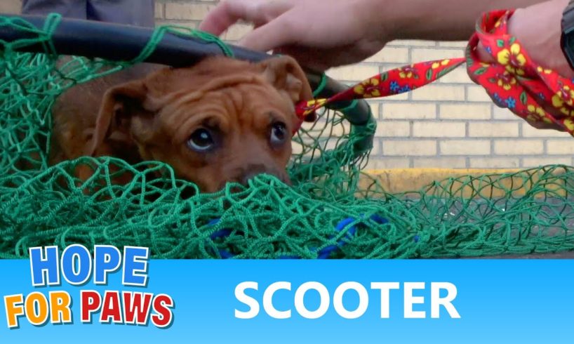 Scared homeless dog had big dreams - watch to see if they came true!