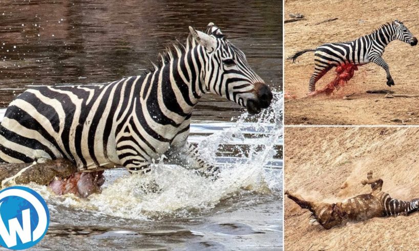 The Most Violent Fights Between Wild Animals