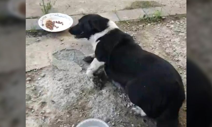 The pregnant dog had an accident, lying there for a week waiting for help