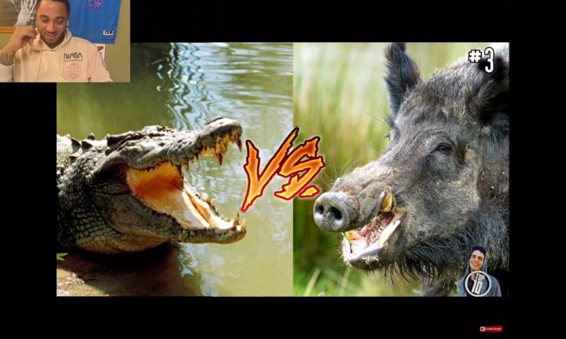 Top 10 Animal Fights Caught On Camera [Reaction]