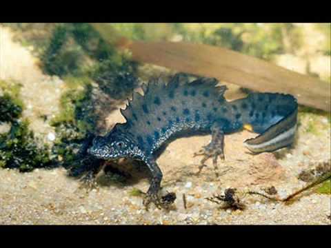 Top 10 weird animals