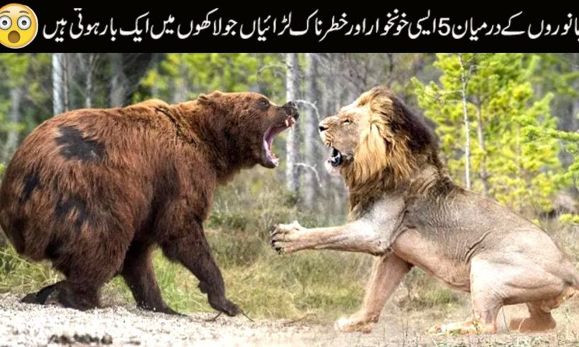 Top 5 Rare and Extreme Fights of Wild Animals | Wild Animal Fights Caught on Camera | Animal Fights