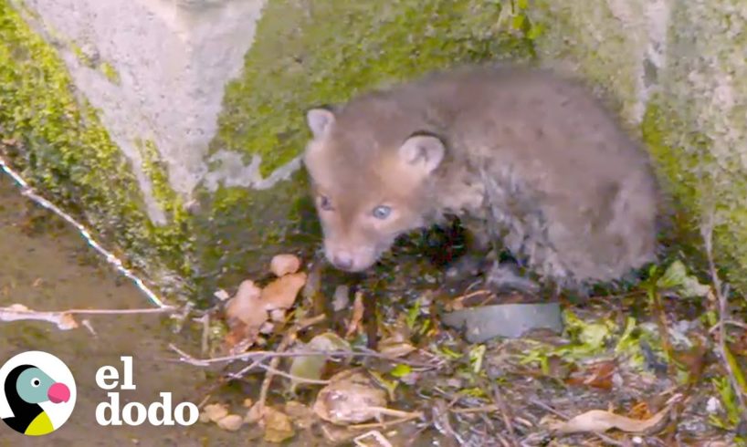 Zorro bebé atrapado en la orilla de un río recibe ayuda para regresar a casa | El Dodo