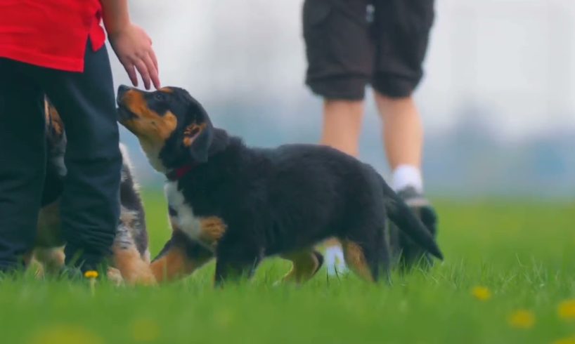 cute dog playing || dog lovers || dog playing || white cute dog || animal || dog || puppy ||