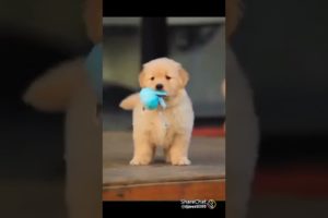 cute puppies WhatsApp status ❤️❤️😍😍🐶🐶