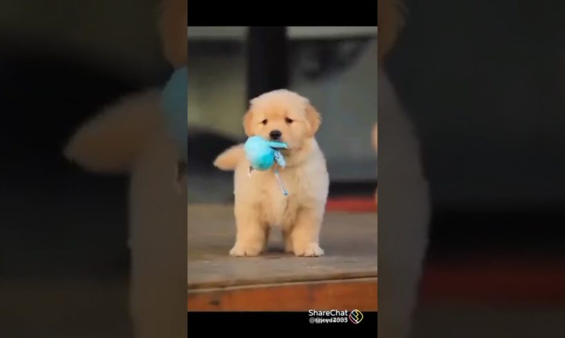 cute puppies WhatsApp status ❤️❤️😍😍🐶🐶