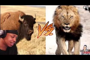 14 Craziest Animal Fights Caught On Camera REACTION