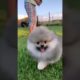 Baby Dogs,Cute funny dog cutest puppies,SuccessTrend your dog👇🏾   #cutestpuppies#cutedog#short