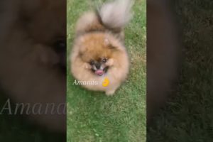 Baby Dogs,Cute funny dog cutest puppies,SuccessTrend your dog👇🏾   #cutestpuppies#cutedog#short