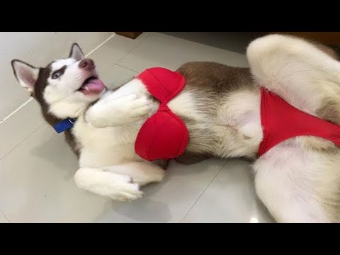 Funniest Animals Ever 🐧 - Awesome Funny Animals' Life Videos - Funniest Pets 😇