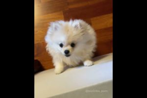 Baby Dogs,Cute funny dog cutest puppies,SuccessTrend your dog👇🏾   #cutestpuppies#cutedog#short