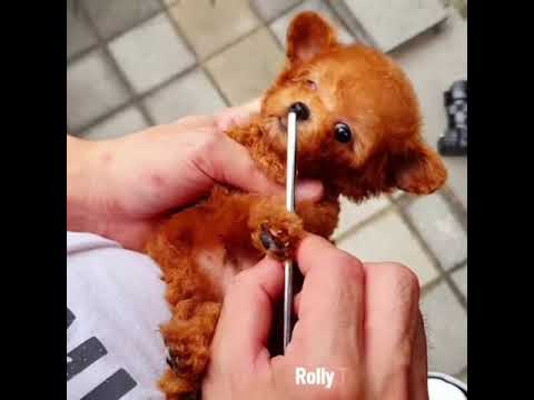 🐕 Smart Dog Video 2021 #short  cutest puppies city,cutest puppies in the world  #   766