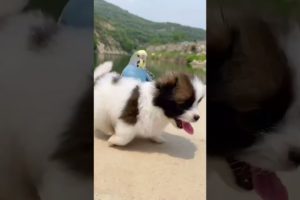 Cute puppy ❤️dog playing | Best Of The 2021 Funny Animals Videos😁 #88