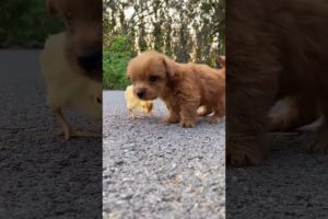 Cute puppy ❤️dog playing | Best Of The 2021 Funny Animals Videos😁 #98