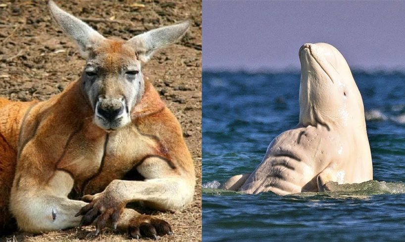 30 Powerful Animals With Insane Muscles