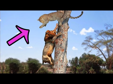 5 Fights between Lions and Leopards - Animal Battles