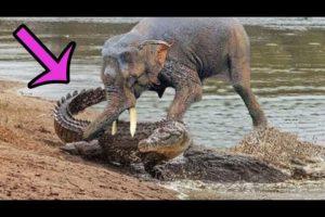 6 moments when Crocodiles and Caimans were defeated - Animal Battles