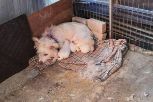 A Mother Dog Severe Shy & Scare, Hide in the Corner to Warm & Protect her Puppies Warming Ending