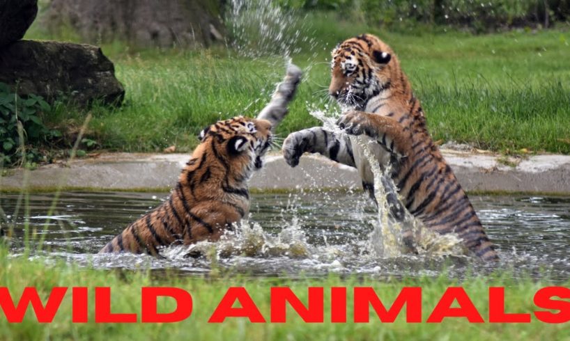 ANIMAL FIGHTS CAUGHT ON CAMERA / WILD ANIMALS / ANIMALS 2021 / ANIMALS VIDEO /# WILD ANIMALS FIGHT