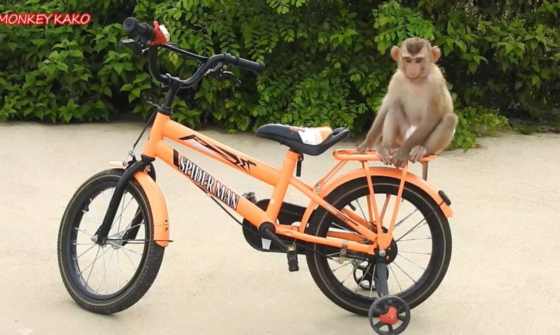 Amazing Animals, Adorable Monkey Kako Playing And Ride Bicycle